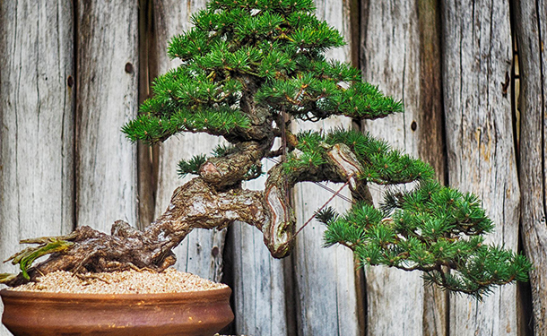 How To Care for a Bonsai Tree – The Tree Care Guide