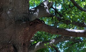 Tree Bark Canker Disease Identification, Treatment, and Prevention ...