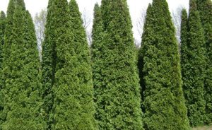 5 Evergreen Shrubs For Shade – Zone 8 – The Tree Care Guide