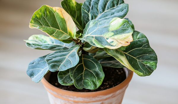 fiddle leaf fig plant discolored signs of damage