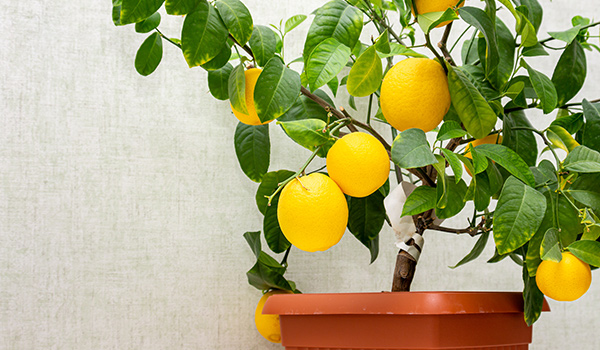 a lemon tree indoors