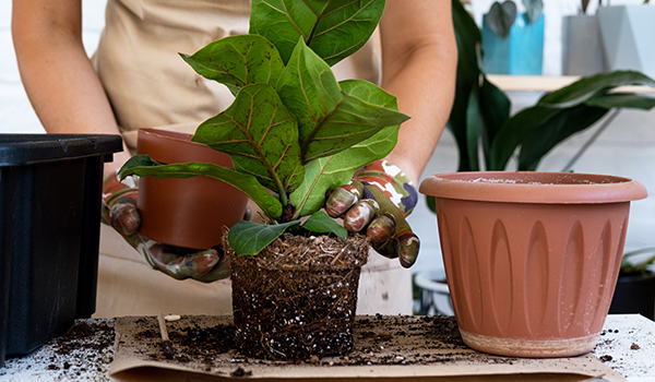 repotting fiddle leaf fig tree