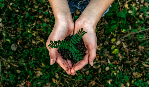 tree planting journey