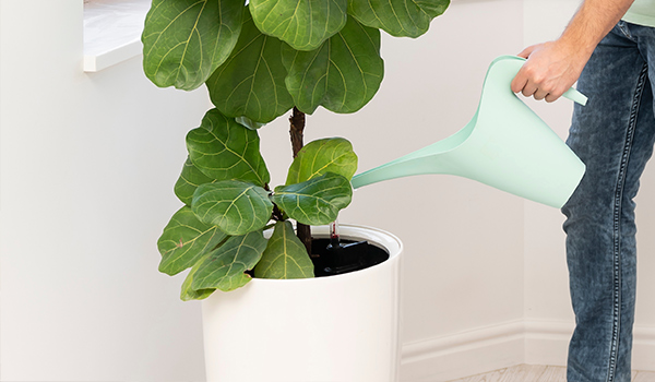 watering a fiddle leaf fig tree