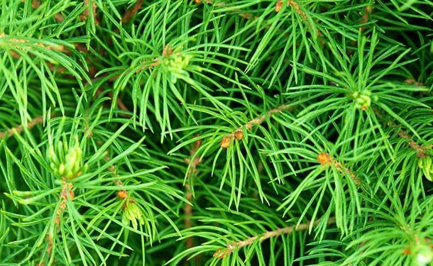 Ideal Zone 9 Evergreen Trees The Tree Care Guide